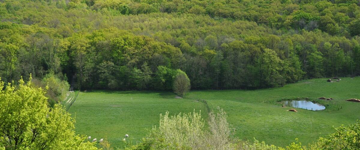 A lush green valley with a small pond, rolling hills, and a dense forest.