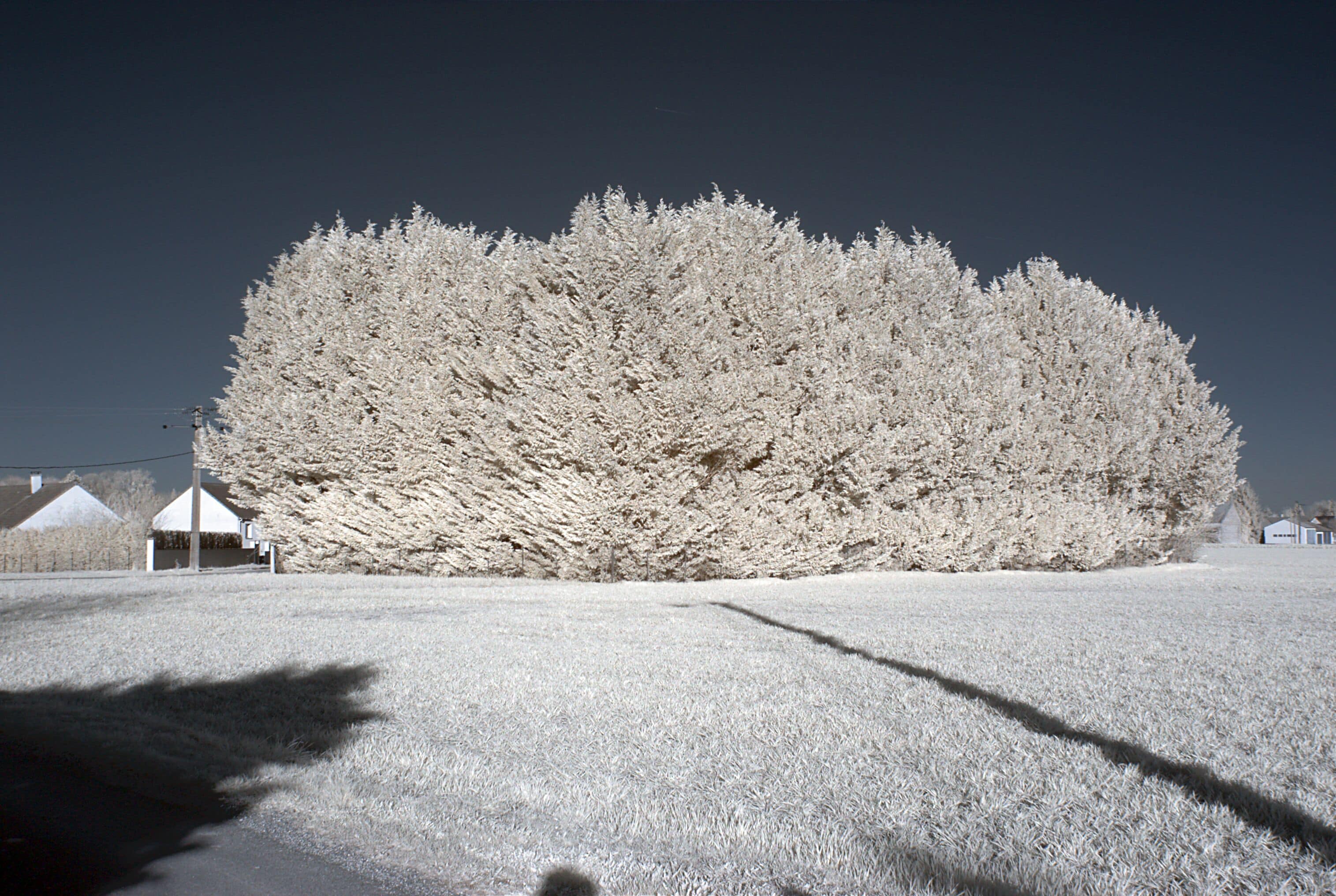 Derrière les Meix, Bessey-lès-Citeaux (Côte d'Or, Bourgogne, France) photographié avec un filtre infrarouge 720 nm.