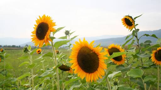Sunflowers