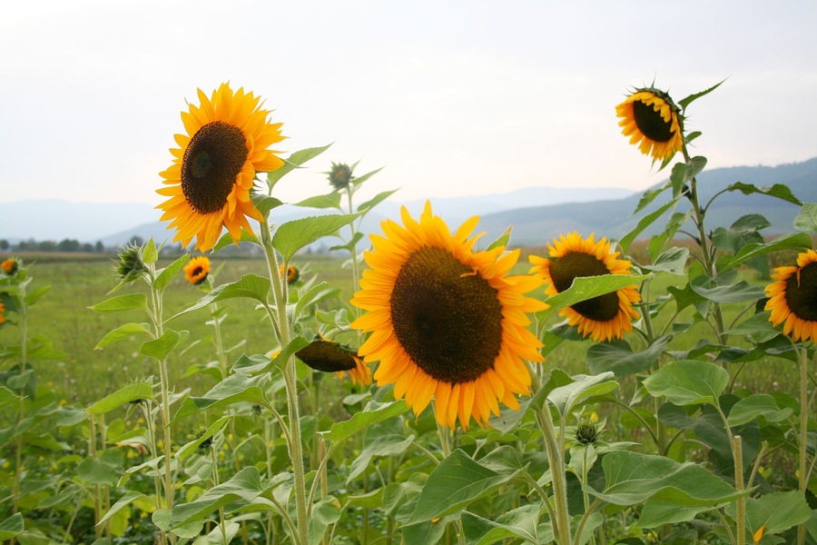 Un campo de girasoles con montañas al fondo.