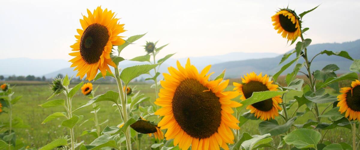 A field of sunflowers with mountains in the background.
