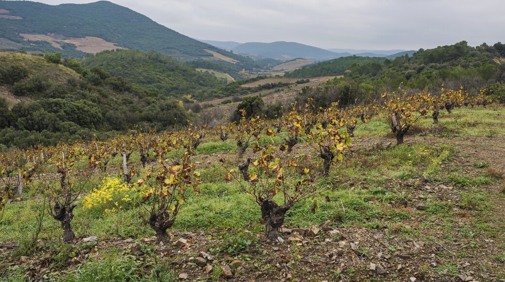 Vineyards in the commune of Berlou, Hérault, France.