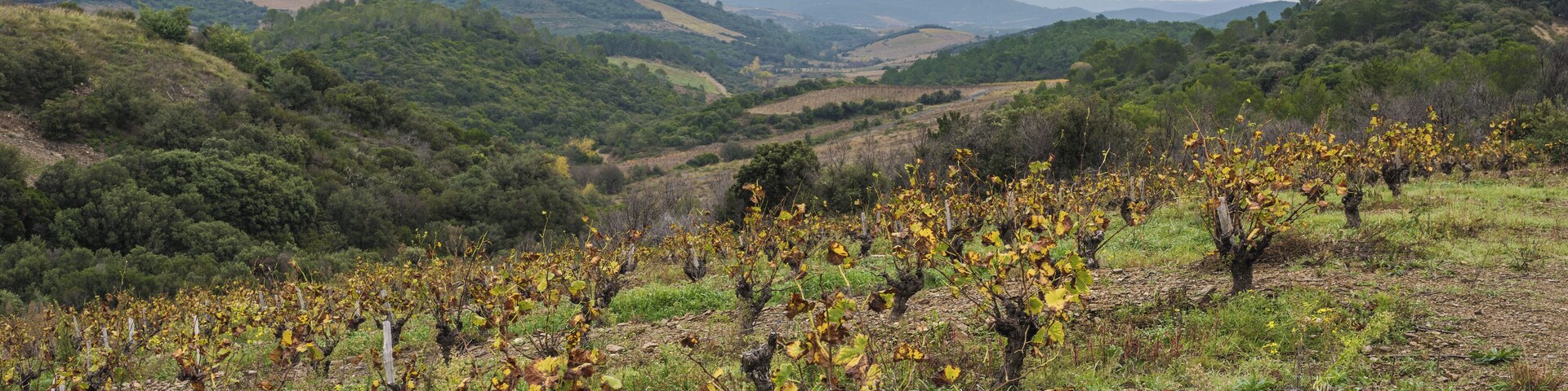 Vineyards in the commune of Berlou, Hérault, France.