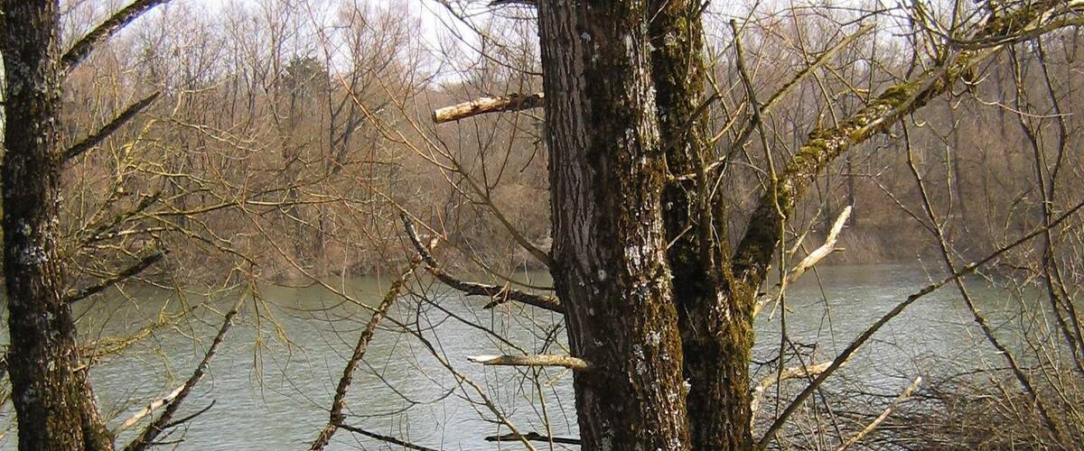 A flooded forest with bare trees and calm water.