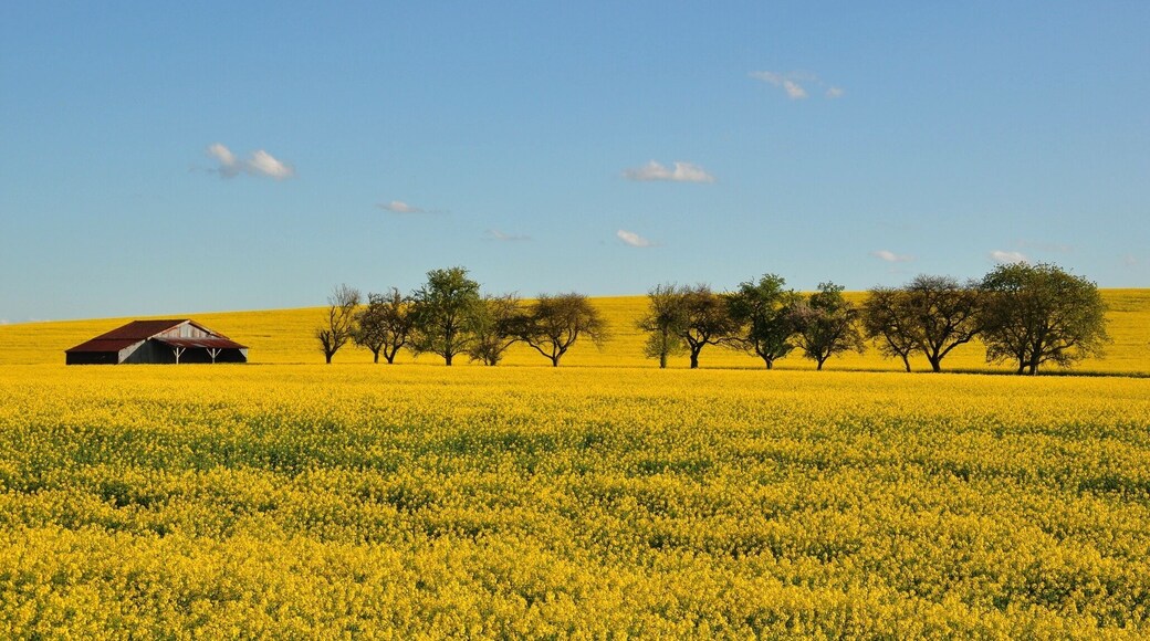Rapeseed fields. Spring in Autrécourt-sur-Aire (canton Seuil-d'Argonne, Meuse department, Lorraine region, France).