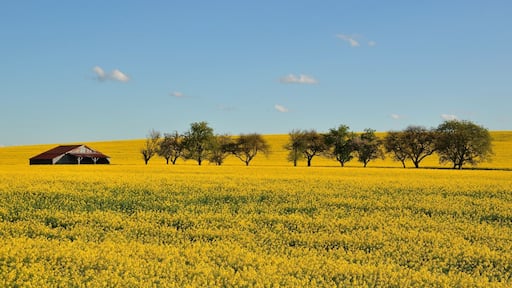 Rapeseed fields. Spring in Autrécourt-sur-Aire (canton Seuil-d'Argonne, Meuse department, Lorraine region, France).
