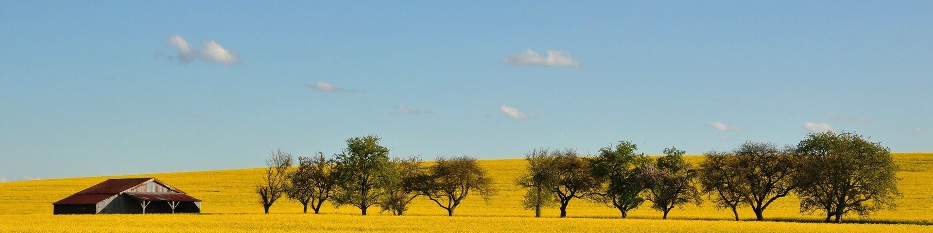 Rapeseed fields. Spring in Autrécourt-sur-Aire (canton Seuil-d'Argonne, Meuse department, Lorraine region, France).