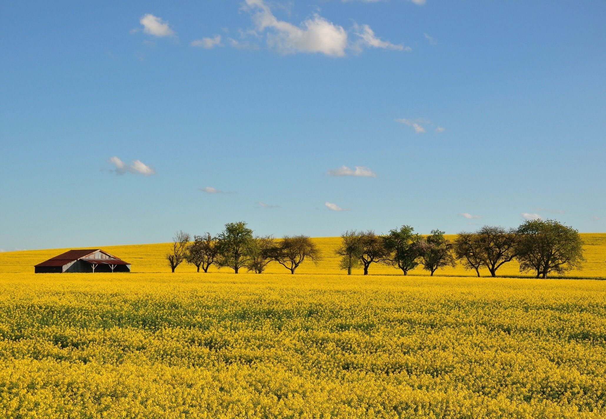 A field of yellow flowers with a barn and trees under a clear blue sky.