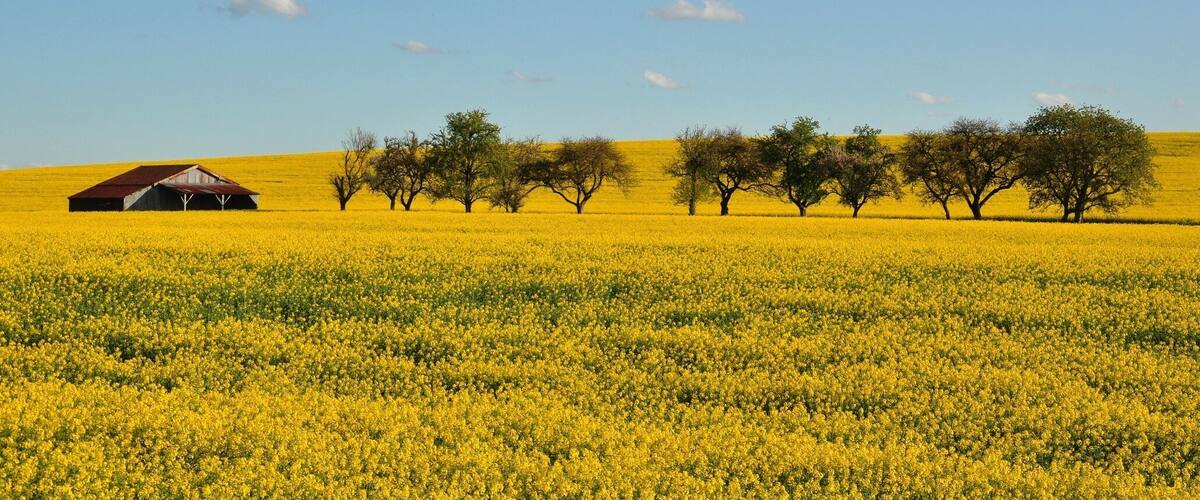 A field of yellow flowers with a barn and trees under a clear blue sky.