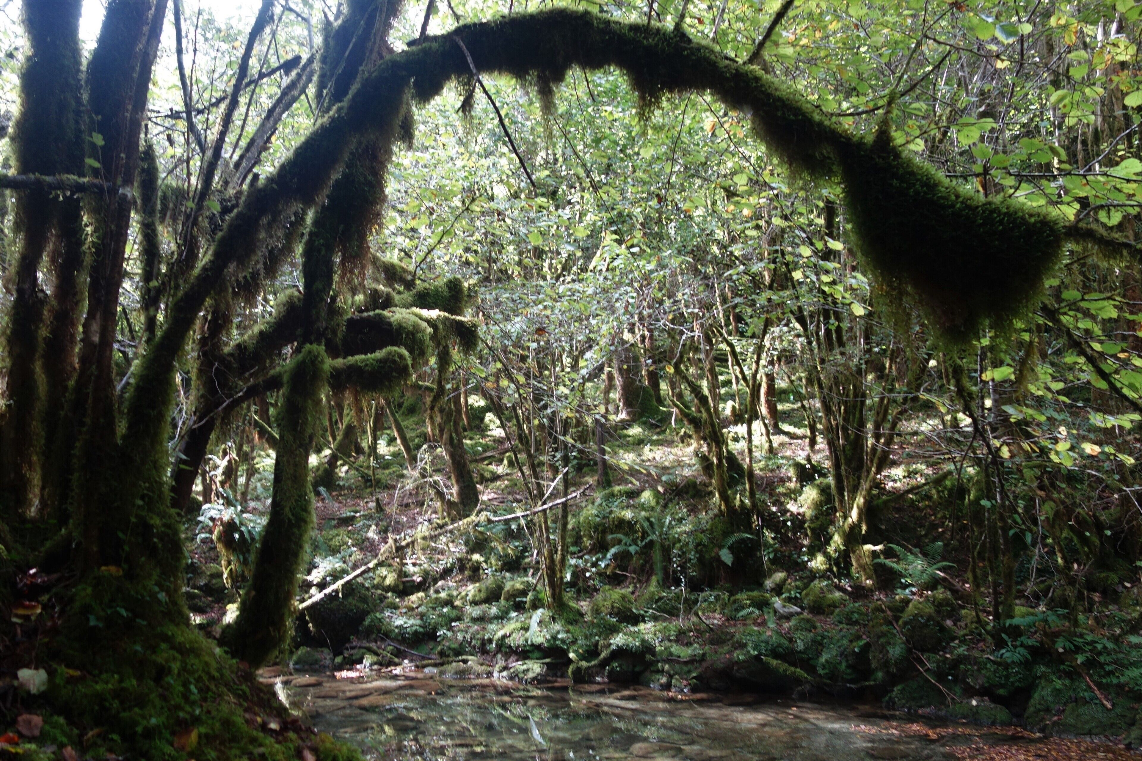 A secret and fascinating valley: the “Little Amazon of the Pyrenees”. 
Here everything looks mysterious. The vegetation is exuberant and at the bottom of a narrow and wet gorge dug by the clear waters of the Arros, one has the impression to explore a lost jungle.
This valley with a degree of humidity close to saturation allowed the development of a large lush forest of jungle-like trees and rocks covered with mosses, lichens and ferns – but also giant centipedes – giving it a tropical look.  #MidiPyrénées  #TroveOnTuesday  #Adventure  #Trovember