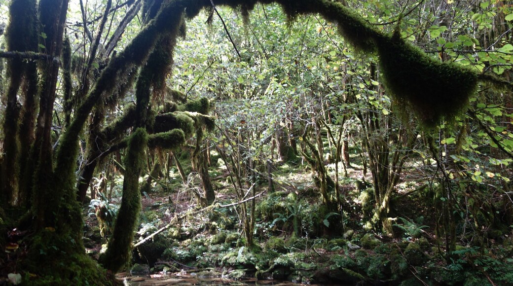 A secret and fascinating valley: the “Little Amazon of the Pyrenees”.
Here everything looks mysterious. The vegetation is exuberant and at the bottom of a narrow and wet gorge dug by the clear waters of the Arros, one has the impression to explore a lost jungle.
This valley with a degree of humidity close to saturation allowed the development of a large lush forest of jungle-like trees and rocks covered with mosses, lichens and ferns – but also giant centipedes – giving it a tropical look. #MidiPyrénées #TroveOnTuesday #Adventure #Trovember