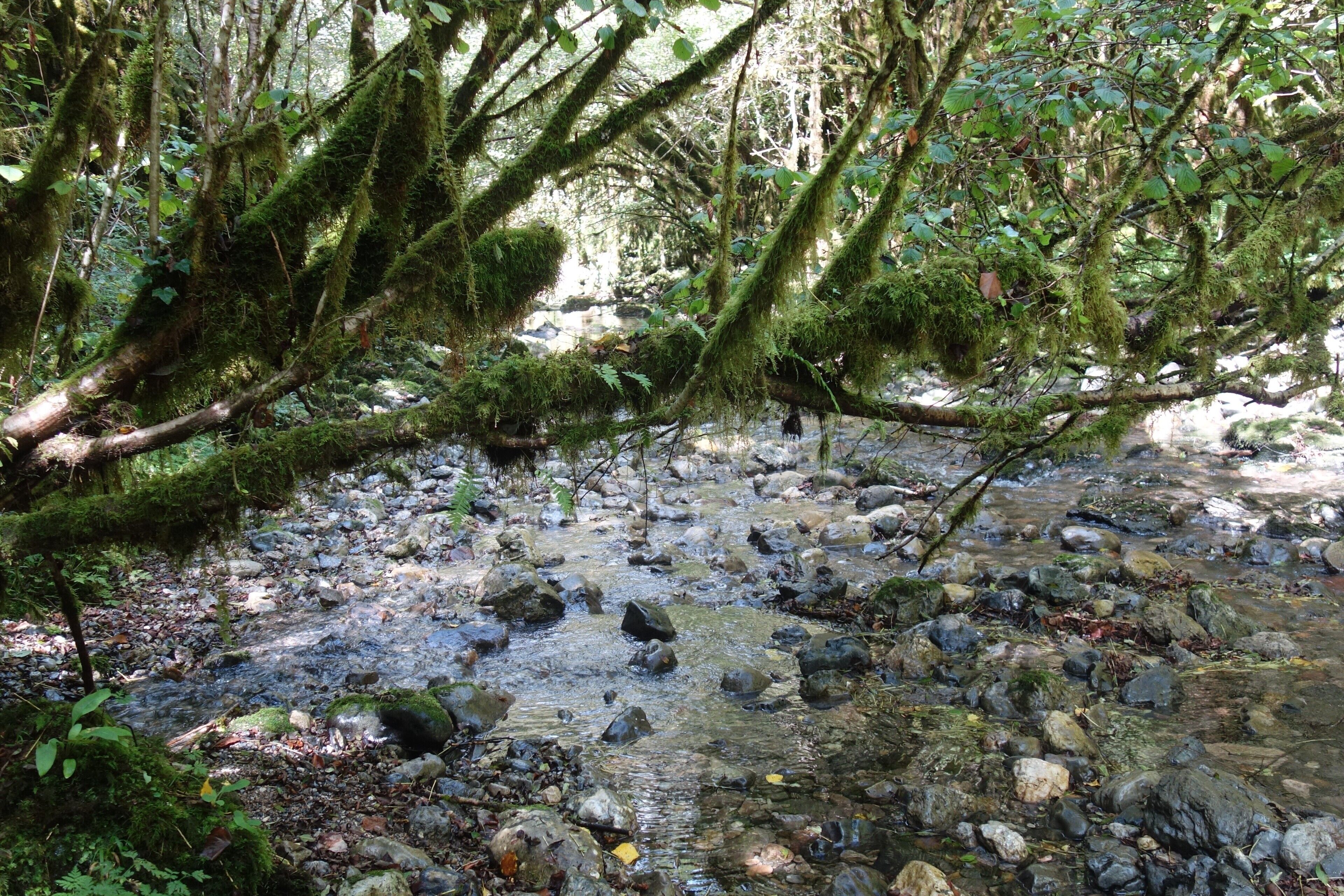 A secret and fascinating valley: the “Little Amazon of the Pyrenees”. 
Here everything looks mysterious. The vegetation is exuberant and at the bottom of a narrow and wet gorge dug by the clear waters of the Arros, one has the impression to explore a lost jungle.
This valley with a degree of humidity close to saturation allowed the development of a large lush forest of jungle-like trees and rocks covered with mosses, lichens and ferns – but also giant centipedes – giving it a tropical look.  #MidiPyrénées