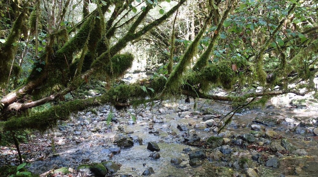 A secret and fascinating valley: the “Little Amazon of the Pyrenees”.
Here everything looks mysterious. The vegetation is exuberant and at the bottom of a narrow and wet gorge dug by the clear waters of the Arros, one has the impression to explore a lost jungle.
This valley with a degree of humidity close to saturation allowed the development of a large lush forest of jungle-like trees and rocks covered with mosses, lichens and ferns – but also giant centipedes – giving it a tropical look. #MidiPyrénées