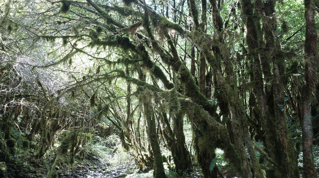 A secret and fascinating valley: the “Little Amazon of the Pyrenees”.
Here everything looks mysterious. The vegetation is exuberant and at the bottom of a narrow and wet gorge dug by the clear waters of the Arros, one has the impression to explore a lost jungle.
This valley with a degree of humidity close to saturation allowed the development of a large lush forest of jungle-like trees and rocks covered with mosses, lichens and ferns – but also giant centipedes – giving it a tropical look. #MidiPyrénées