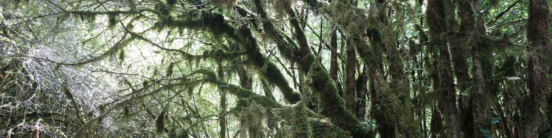 A secret and fascinating valley: the “Little Amazon of the Pyrenees”.
Here everything looks mysterious. The vegetation is exuberant and at the bottom of a narrow and wet gorge dug by the clear waters of the Arros, one has the impression to explore a lost jungle.
This valley with a degree of humidity close to saturation allowed the development of a large lush forest of jungle-like trees and rocks covered with mosses, lichens and ferns – but also giant centipedes – giving it a tropical look. #MidiPyrénées
