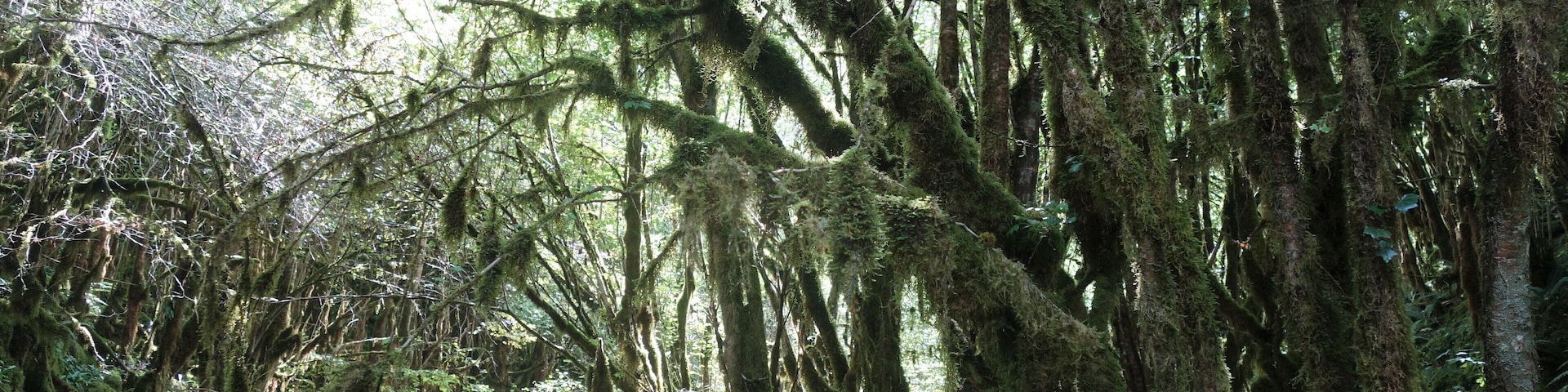 A secret and fascinating valley: the “Little Amazon of the Pyrenees”.
Here everything looks mysterious. The vegetation is exuberant and at the bottom of a narrow and wet gorge dug by the clear waters of the Arros, one has the impression to explore a lost jungle.
This valley with a degree of humidity close to saturation allowed the development of a large lush forest of jungle-like trees and rocks covered with mosses, lichens and ferns – but also giant centipedes – giving it a tropical look. #MidiPyrénées