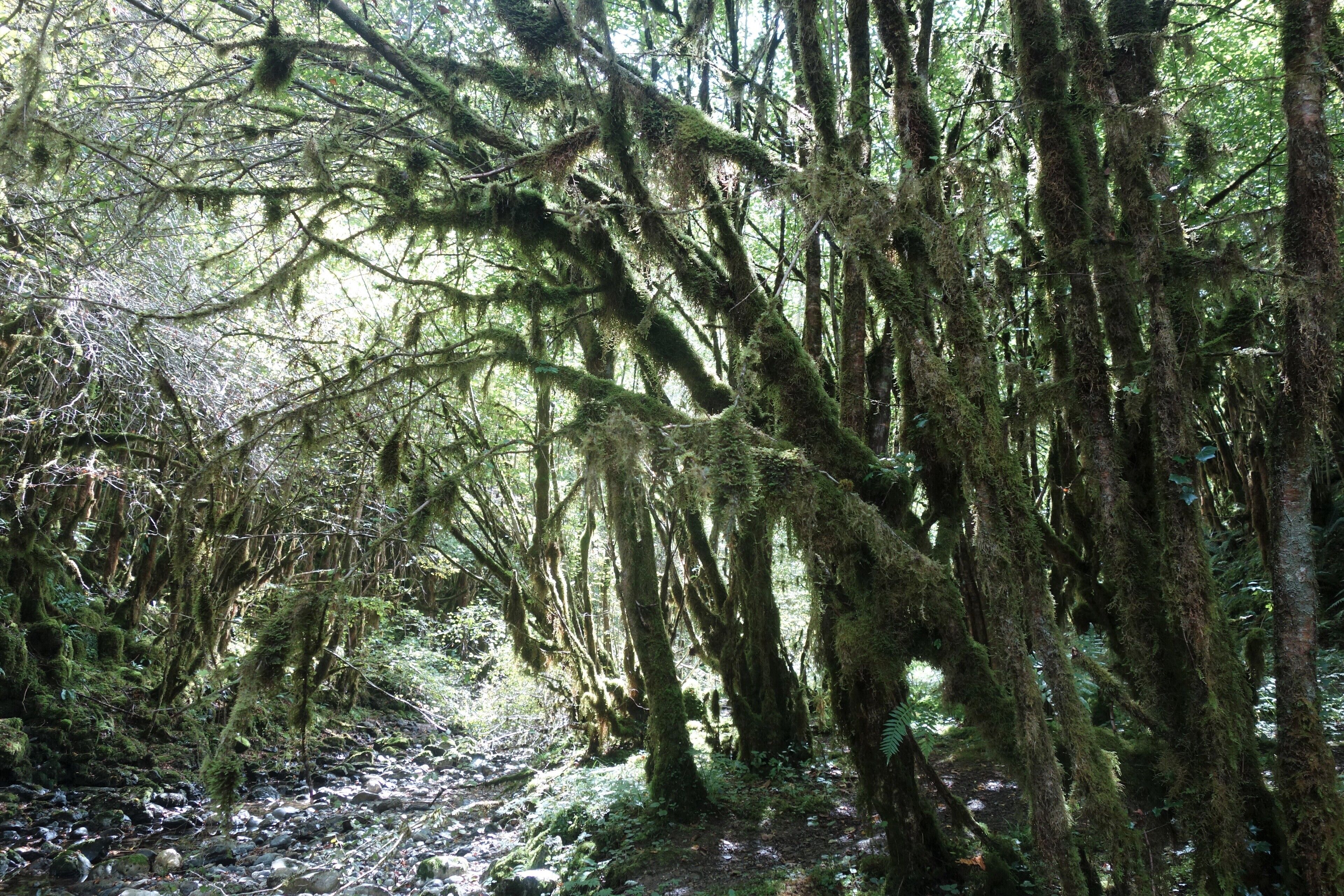 A forest with moss-covered trees and a rocky stream.