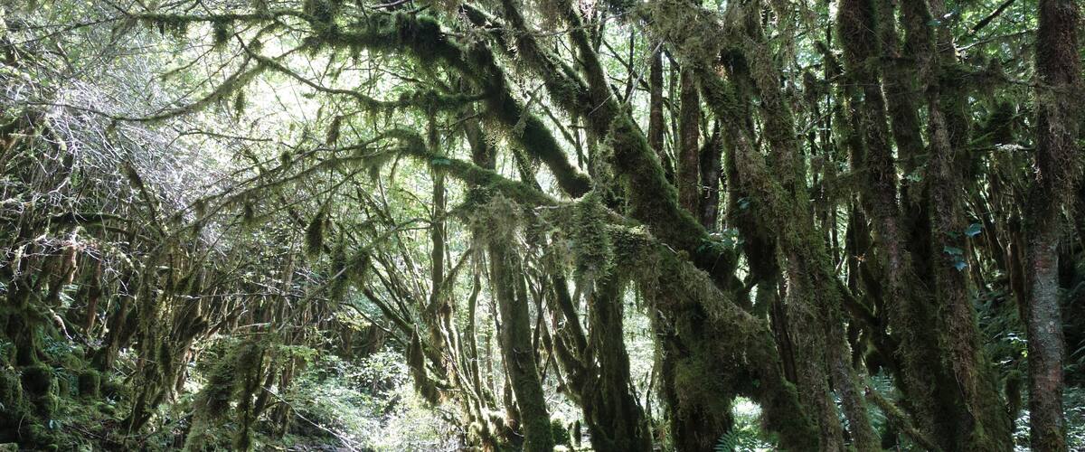 A forest with moss-covered trees and a rocky stream.