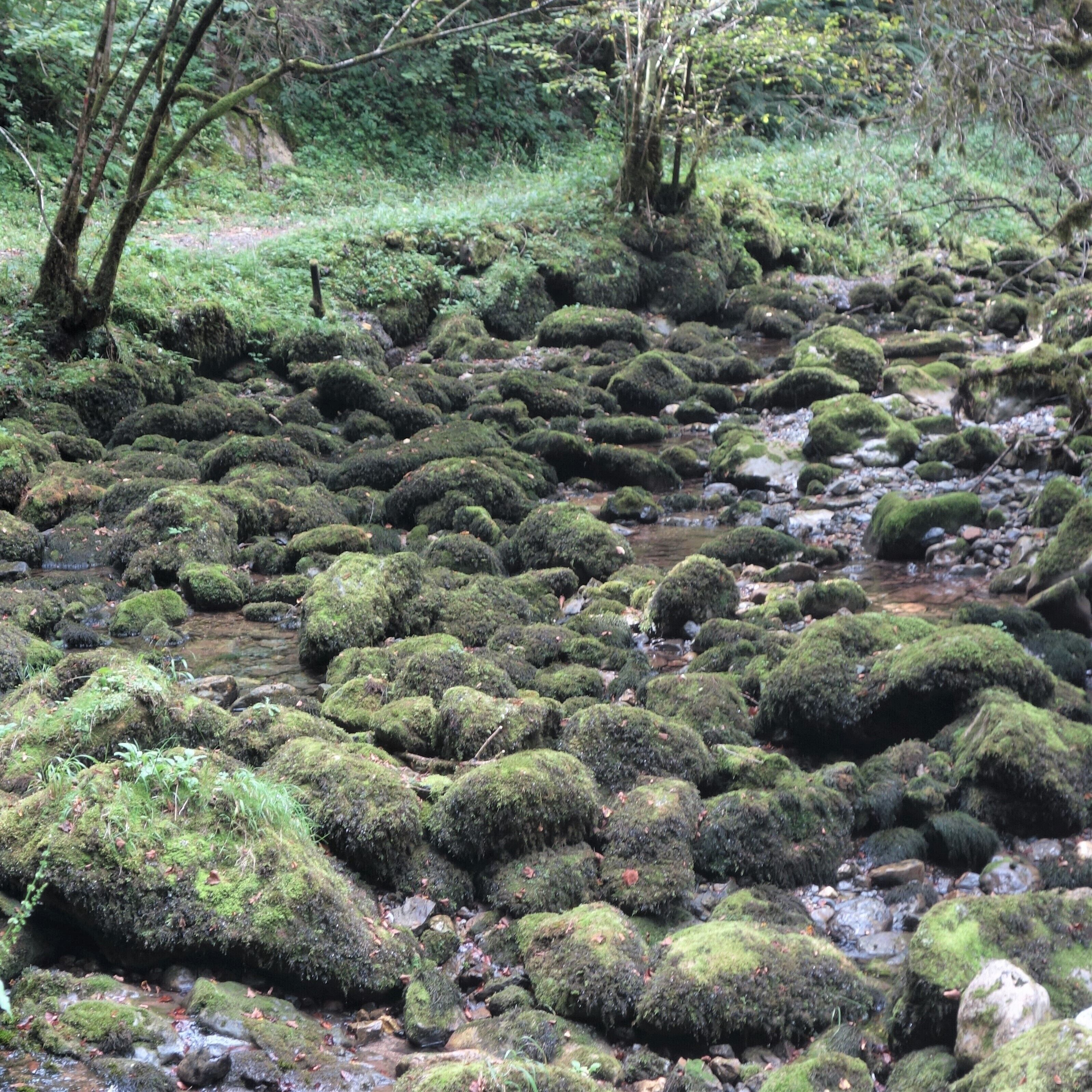 A secret and fascinating valley: the “Little Amazon of the Pyrenees”. 
Here everything looks mysterious. The vegetation is exuberant and at the bottom of a narrow and wet gorge dug by the clear waters of the Arros, one has the impression to explore a lost jungle.
This valley with a degree of humidity close to saturation allowed the development of a large lush forest of jungle-like trees and rocks covered with mosses, lichens and ferns – but also giant centipedes – giving it a tropical look.  #MidiPyrénées  #Nature