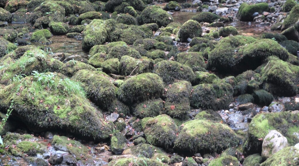 A secret and fascinating valley: the “Little Amazon of the Pyrenees”.
Here everything looks mysterious. The vegetation is exuberant and at the bottom of a narrow and wet gorge dug by the clear waters of the Arros, one has the impression to explore a lost jungle.
This valley with a degree of humidity close to saturation allowed the development of a large lush forest of jungle-like trees and rocks covered with mosses, lichens and ferns – but also giant centipedes – giving it a tropical look. #MidiPyrénées #Nature