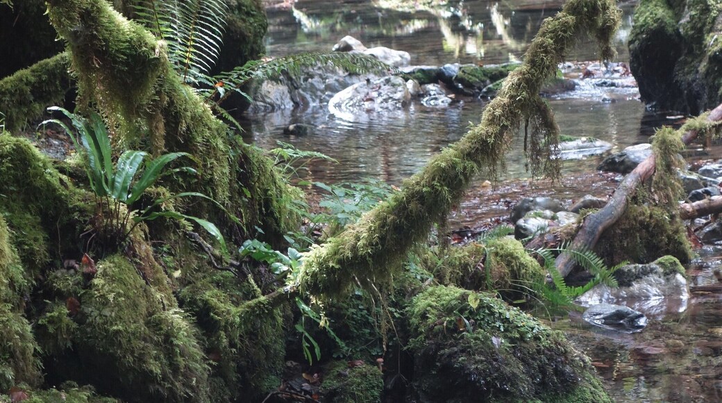A secret and fascinating valley: the âLittle Amazon of the Pyreneesâ.
Here everything looks mysterious. The vegetation is exuberant and at the bottom of a narrow and wet gorge dug by the clear waters of the Arros, one has the impression to explore a lost jungle.
This valley with a degree of humidity close to saturation allowed the development of a large lush forest of jungle-like trees and rocks covered with mosses, lichens and ferns â but also giant centipedes â giving it a tropical look. #MidiPyrĂ©nĂ©es #Adventure #LocalSecrets