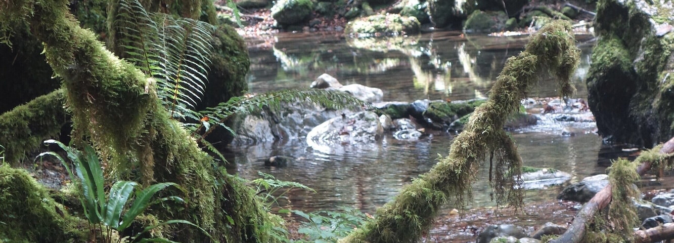 A secret and fascinating valley: the “Little Amazon of the Pyrenees”.
Here everything looks mysterious. The vegetation is exuberant and at the bottom of a narrow and wet gorge dug by the clear waters of the Arros, one has the impression to explore a lost jungle.
This valley with a degree of humidity close to saturation allowed the development of a large lush forest of jungle-like trees and rocks covered with mosses, lichens and ferns – but also giant centipedes – giving it a tropical look. #MidiPyrénées #Adventure #LocalSecrets