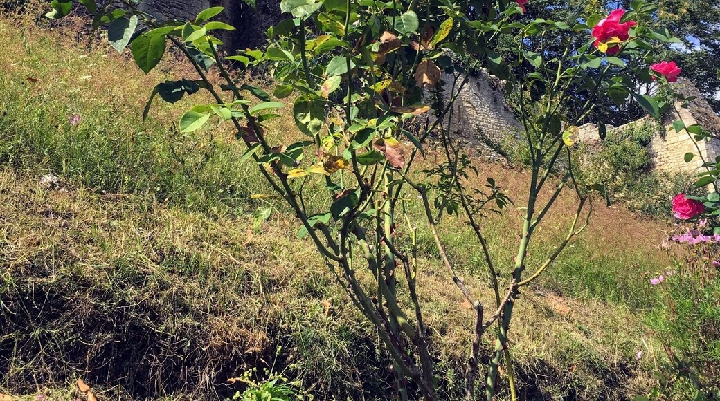 Vue sur le chĂąteau