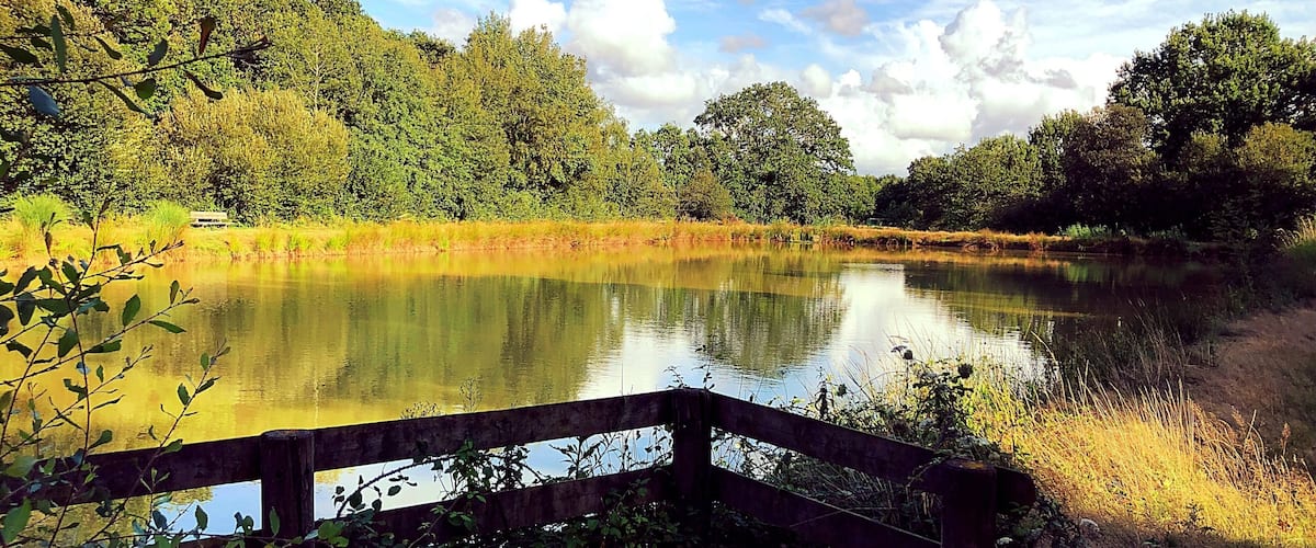 A wooden bridge over a calm lake surrounded by dense trees.