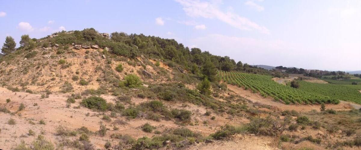 A vineyard landscape with terraced fields and a winding road.