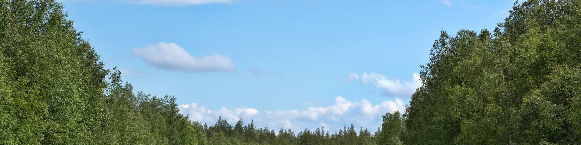 Two deer run on the road