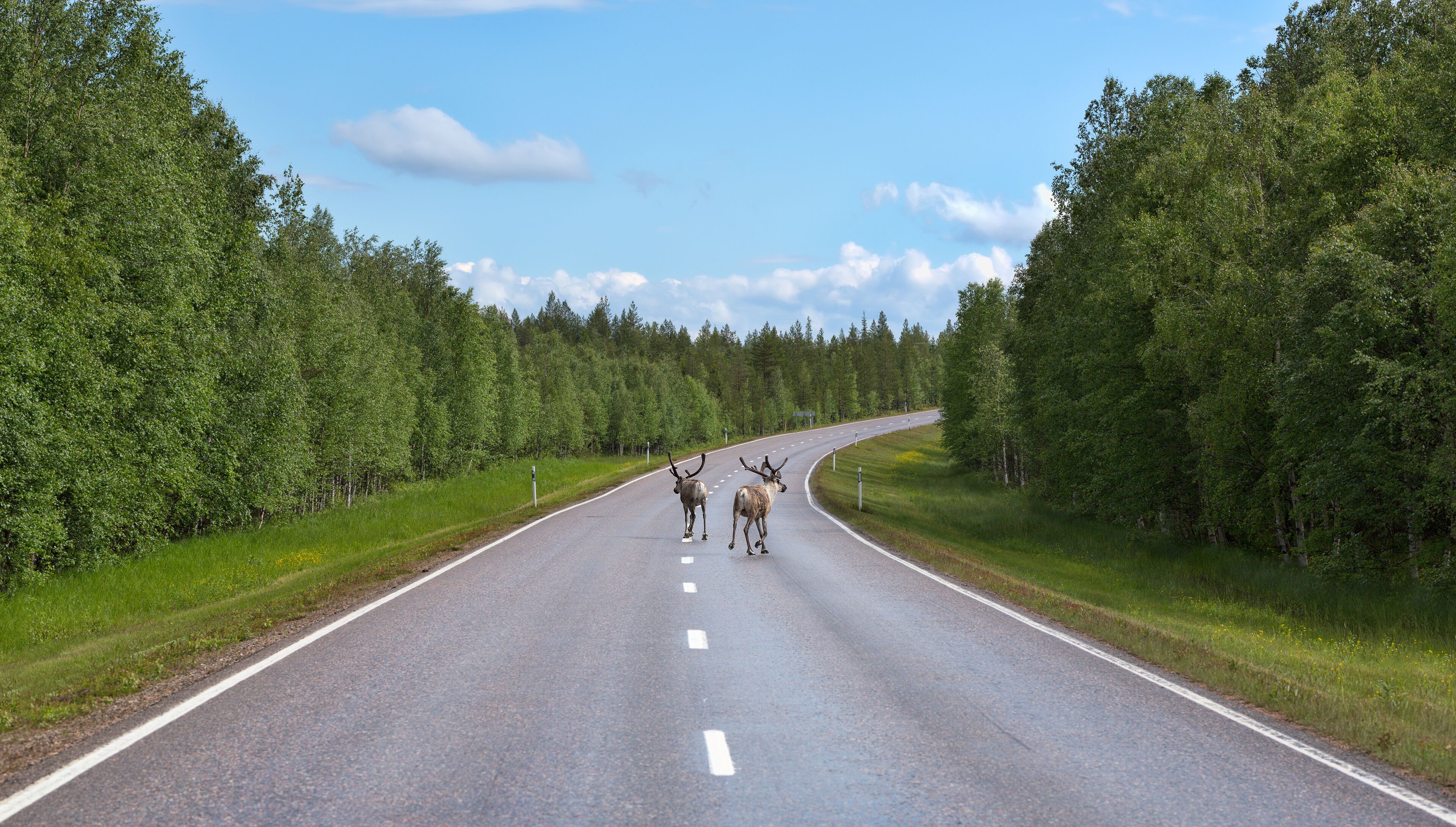 A road flanked by dense green forests under a clear sky.