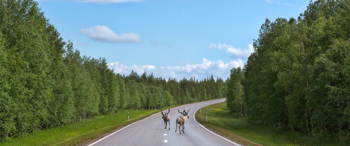 A road flanked by dense green forests under a clear sky.