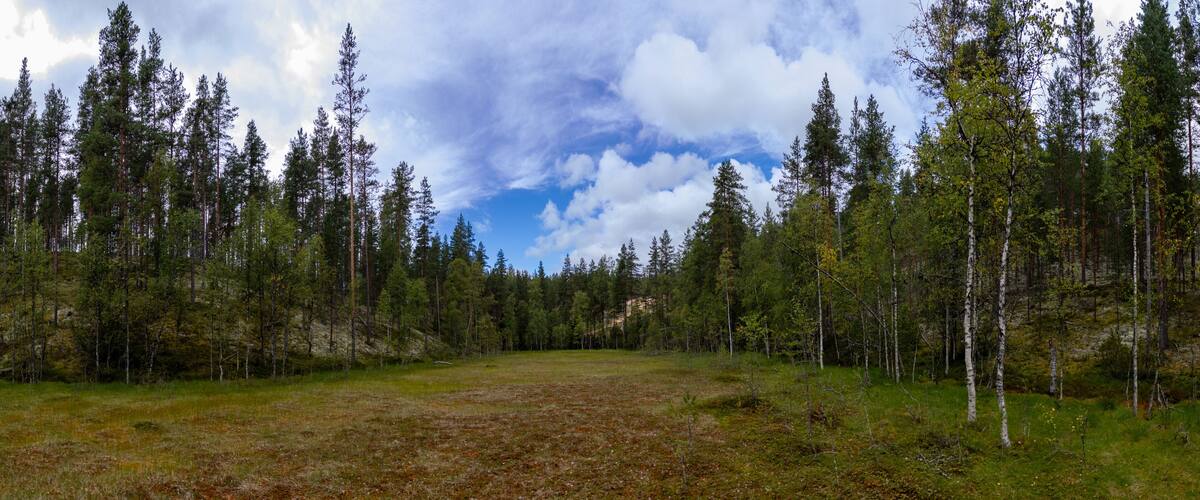 A forest with tall trees and a grassy field under a partly cloudy sky.