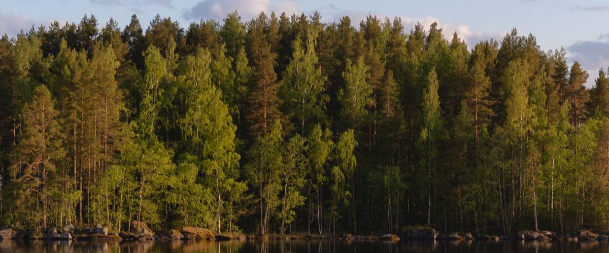 A calm lake reflecting a dense forest of green trees under a clear blue sky.
