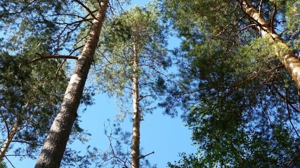 Tall pine trees with clear blue sky in the background.