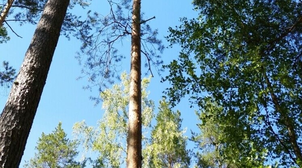 Trees, trees, and more trees. So relaxed while sitting along the lake, fishing and going in the sauna.