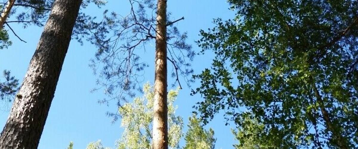 Trees, trees, and more trees. So relaxed while sitting along the lake, fishing and going in the sauna.