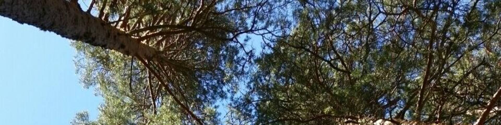 Trees, trees, and more trees. So relaxed while sitting along the lake, fishing and going in the sauna.
