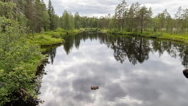 lake in forest