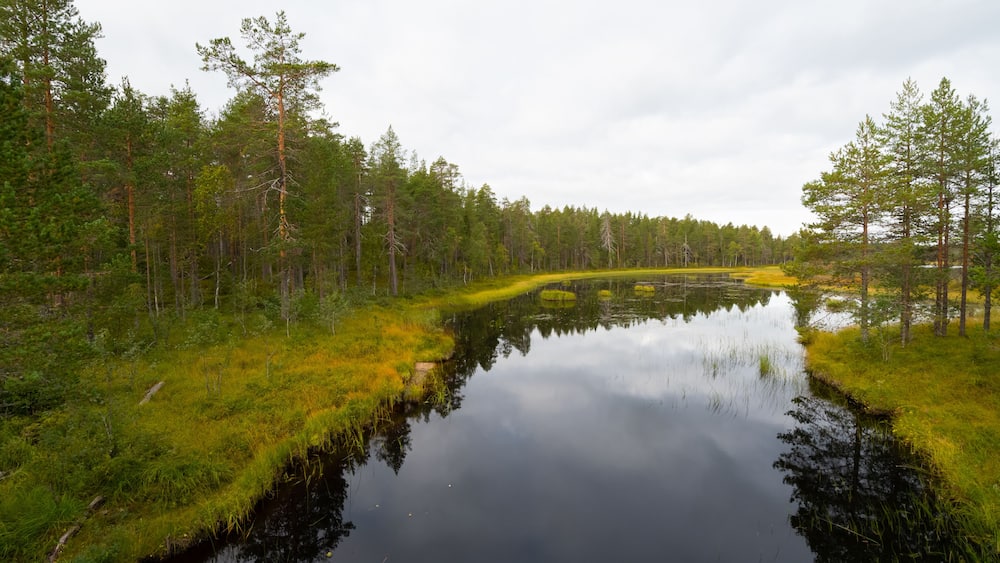 Autumn colors and the grey sky
