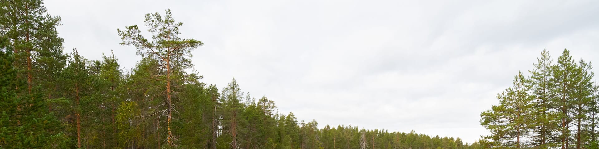 Autumn colors and the grey sky