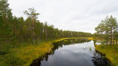 A calm river surrounded by dense forest and grassy areas.