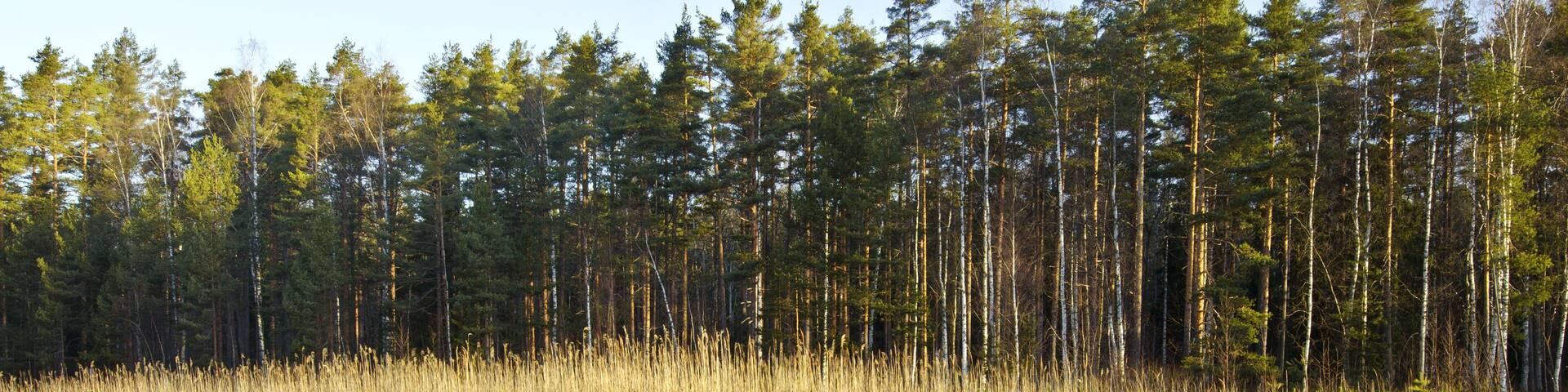 Morning spring frost in the forest lake in Finland