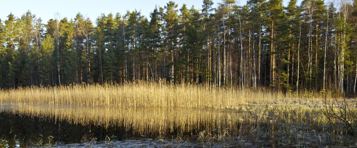 A forest with tall trees and a body of water.