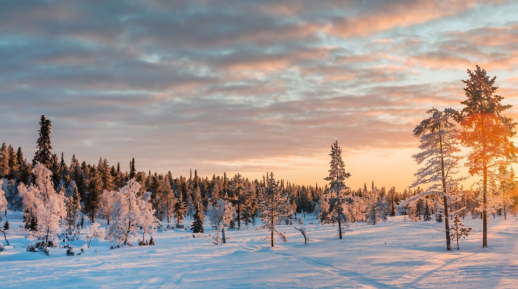 Panoramic snowy wintry landscape at sunset, frozen trees in winter in Saariselka, Lapland, Finland web banner