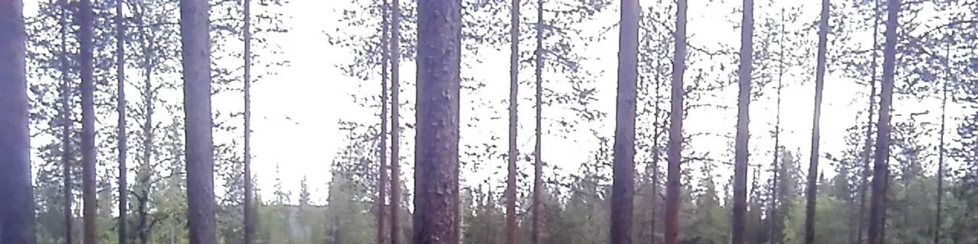 Beautiful nature of Finland lapland #takeahike