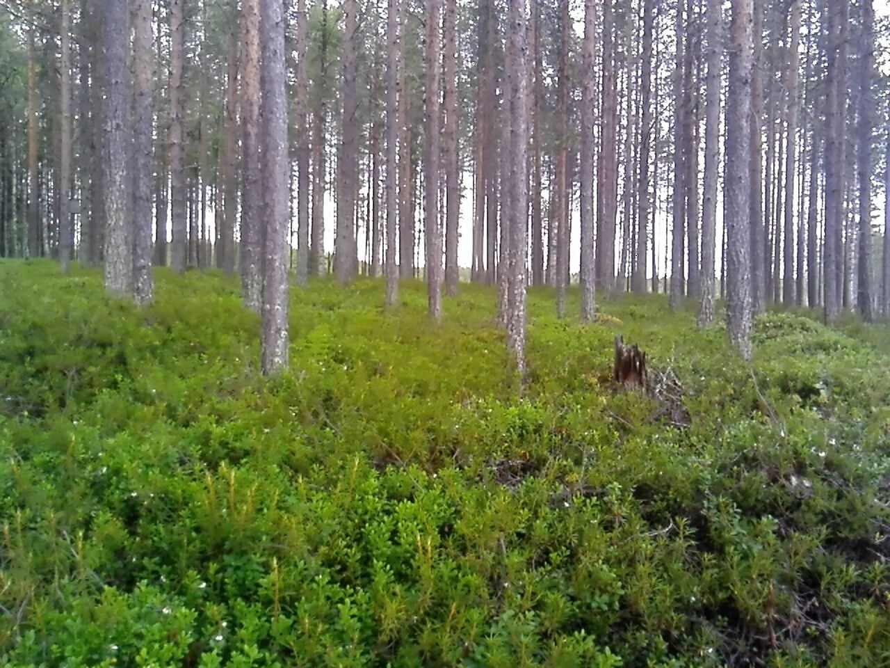 Blueberries can be picked up from forrest with "every man's right"  #Takeahike