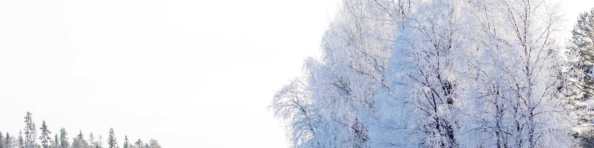 Trees covered with hoarfrost by the frozen river on a cold winter morning in Northern Finland, Europe