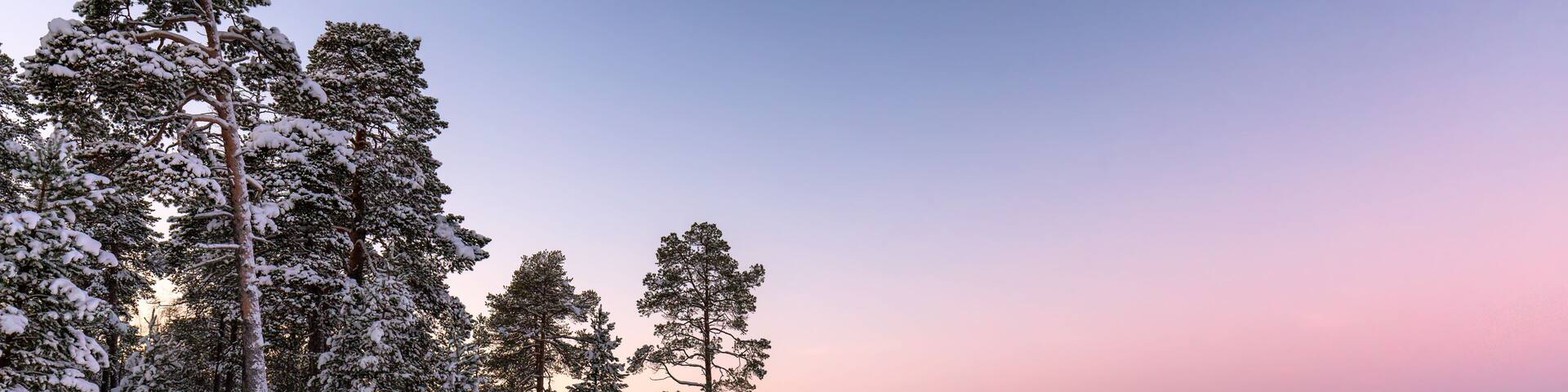 View of snow-covered trees standing sentinel along a frozen landscape under a serene pastel sky awash in hues of pink and blue, Karigasniemi, Lapland, Finland.
