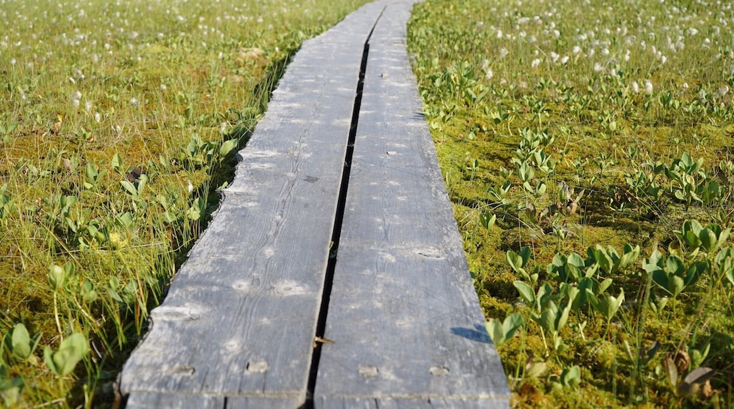 Wetlands boardwalk around the many lakes in Finland.